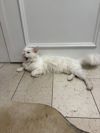 🐾 Wunderschöner Maine-Coon-Kater „Marley“ sucht liebevolles Zuhause! 🏡