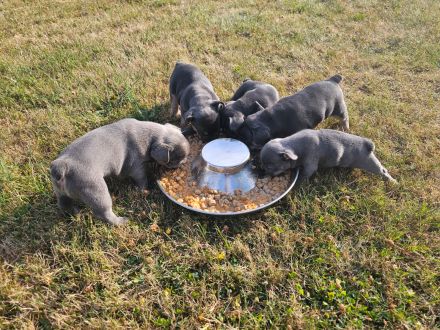 Französische Bulldogge Welpen