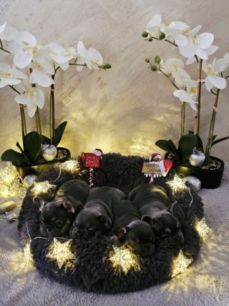 Französische Bulldogge Welpen