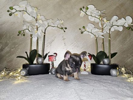 Französische Bulldogge Welpen