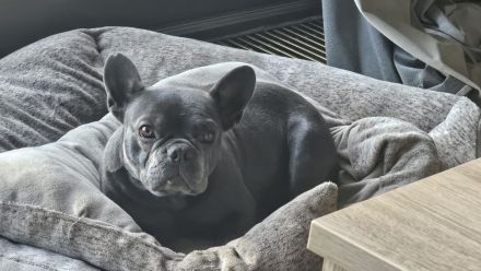 Französische Bulldogge Welpen