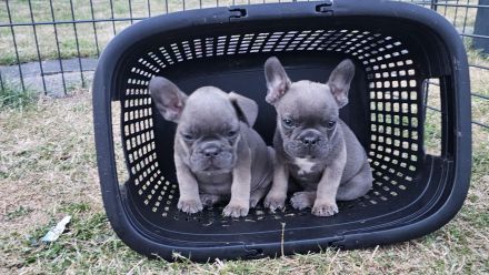 Französische Bulldogge