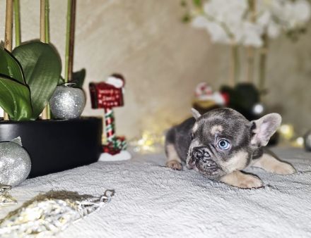 Französische Bulldogge Welpen