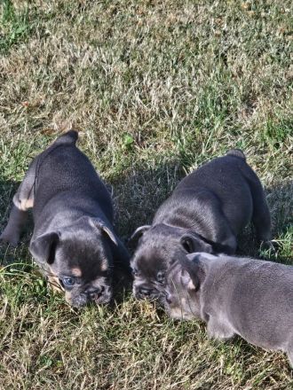 Französische Bulldogge Welpen