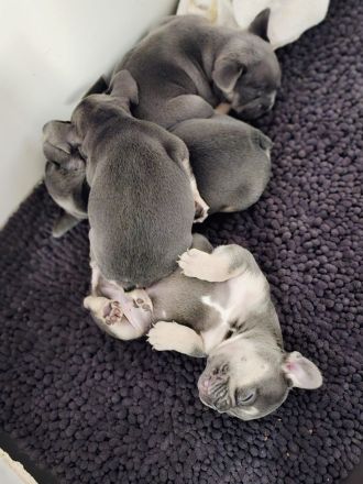 Französische Bulldogge Welpen