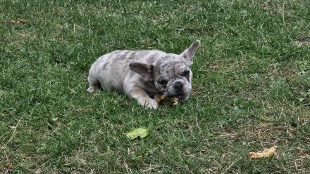 Französische Bulldogge