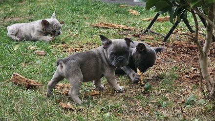 Französische Bulldogge