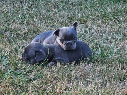 Französische Bulldogge Welpen