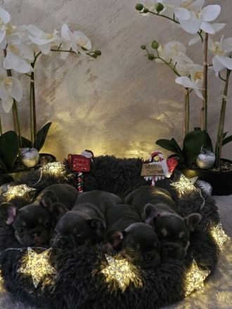 Französische Bulldogge Welpen