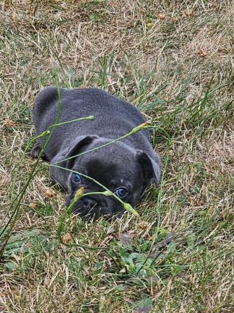 Französische Bulldogge Welpen