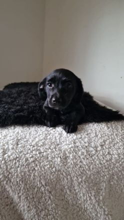 Labrador X Labradoodel Welpen 🐶❤️