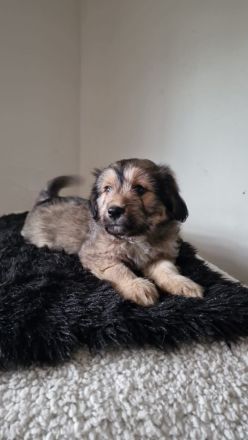 Labrador X Labradoodel Welpen 🐶❤️