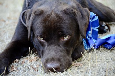 Labrador Deckrüde (reinerbig braun) mit Ahnentafel und ZZL, KEIN VERKAUF!