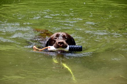 Labrador Deckrüde (reinerbig braun) mit Ahnentafel und ZZL, KEIN VERKAUF!