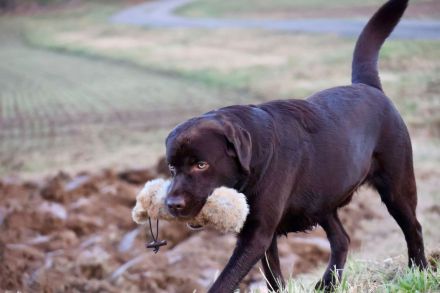 Labrador Deckrüde (reinerbig braun) mit Ahnentafel und ZZL, KEIN VERKAUF!