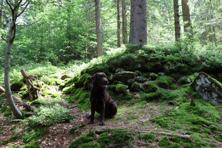 Labrador Deckrüde (reinerbig braun) mit Ahnentafel und ZZL, KEIN VERKAUF!