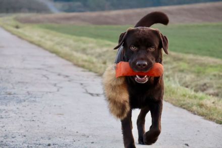 Labrador Deckrüde (reinerbig braun) mit Ahnentafel und ZZL, KEIN VERKAUF!