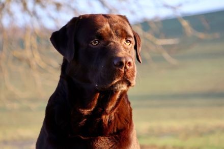 Labrador Deckrüde (reinerbig braun) mit Ahnentafel und ZZL, KEIN VERKAUF!