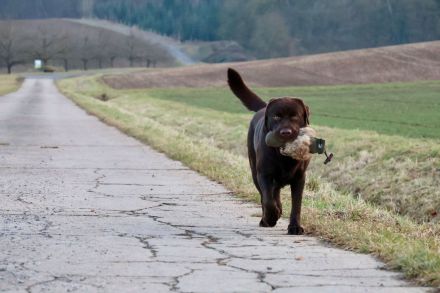 Labrador Deckrüde (reinerbig braun) mit Ahnentafel und ZZL, KEIN VERKAUF!