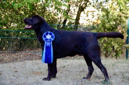 Labrador Deckrüde (reinerbig braun) mit Ahnentafel und ZZL, KEIN VERKAUF!
