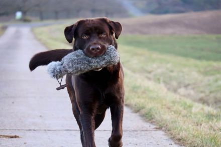 Labrador Deckrüde (reinerbig braun) mit Ahnentafel und ZZL, KEIN VERKAUF!