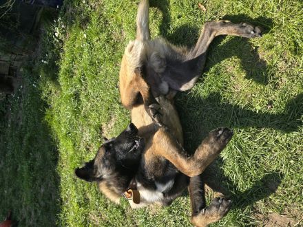 Malinois rüde 12 Monate