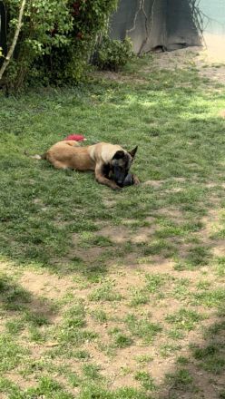 Malinois rüde 12 Monate