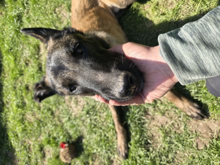 Malinois rüde 12 Monate