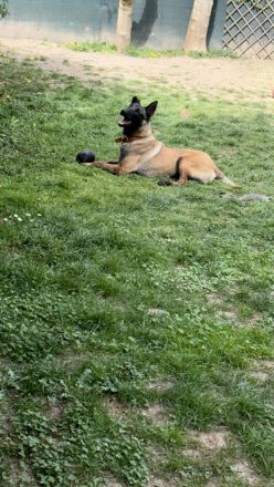 Malinois rüde 12 Monate
