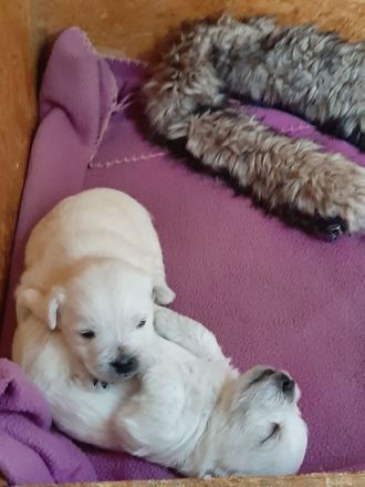 Westie Welpen