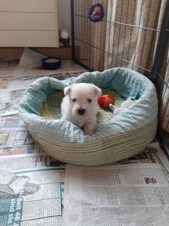 Westie Welpen