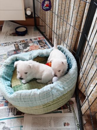 Westie Welpen