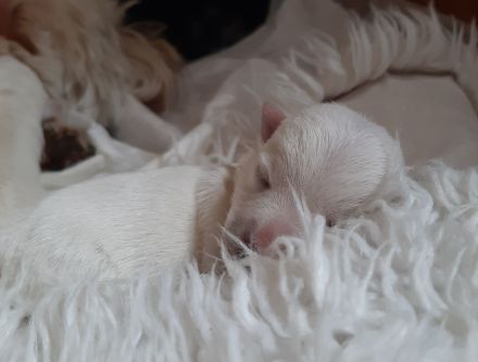 Westie Welpen