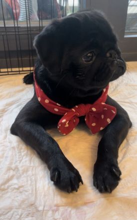 Das schönste Mopsmädchen