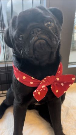 Das schönste Mopsmädchen