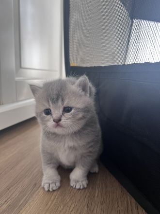 Britisch Kurzhaar Kitten