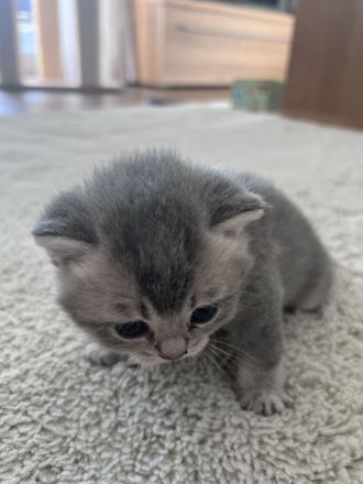 Britisch Kurzhaar Kitten