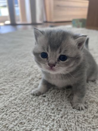 Britisch Kurzhaar Kitten