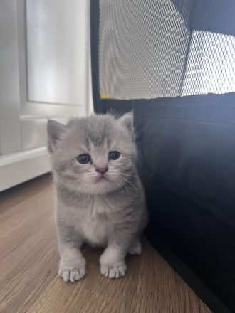 Britisch Kurzhaar Kitten