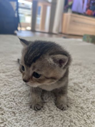 Britisch Kurzhaar Kitten