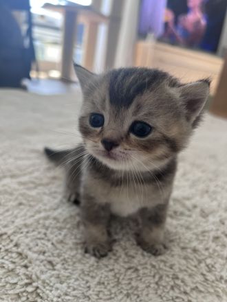 Britisch Kurzhaar Kitten