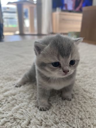 Britisch Kurzhaar Kitten
