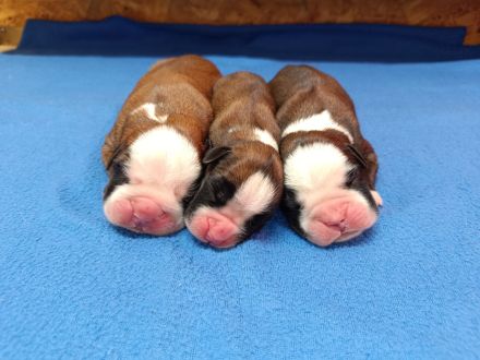 Boxer Welpe mit FCI Papieren