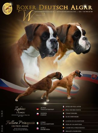 Boxer Welpe mit FCI Papieren