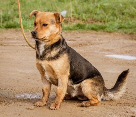 Arpi, kleiner Pimpf auf großer Suche nach Kindern mit Anhang