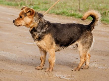 Arpi, kleiner Pimpf auf großer Suche nach Kindern mit Anhang