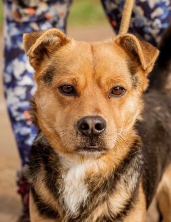 Arpi, kleiner Pimpf auf großer Suche nach Kindern mit Anhang