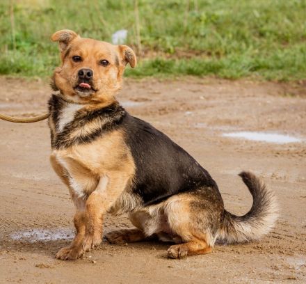 Arpi, kleiner Pimpf auf großer Suche nach Kindern mit Anhang