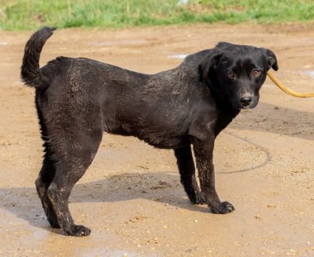 Lira, ist sie erst einmal angekommen, wird sie sicher eine treue Begleiterin