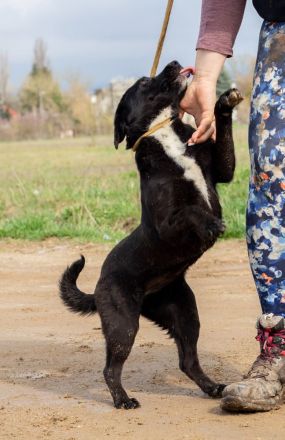 Lira, ist sie erst einmal angekommen, wird sie sicher eine treue Begleiterin